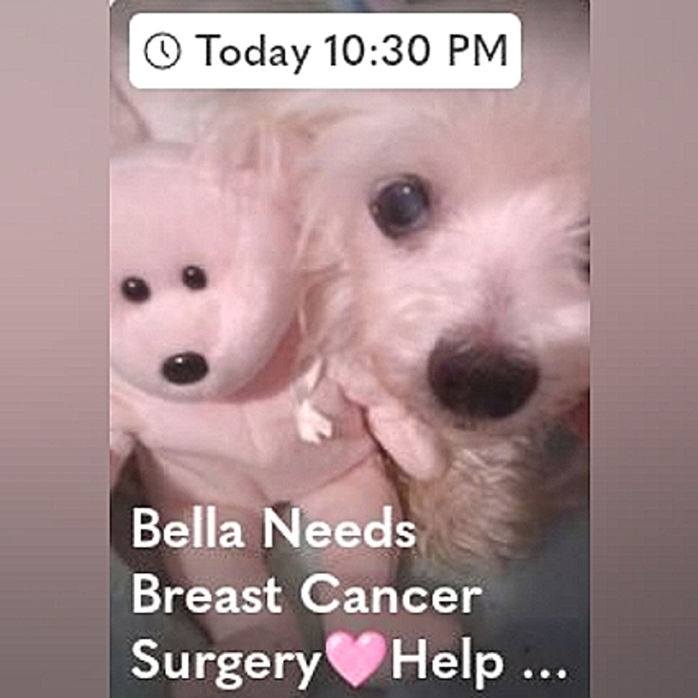 Share, Buy, Sell, Help Bella🩷 & Spread Love🩷 - Picture 1 of 1